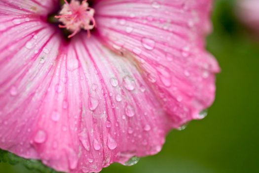 Pink flower with water drops close up