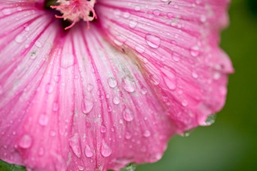 Pink flower with water drops close up