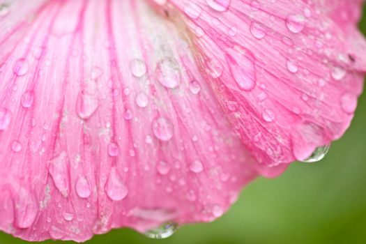 Pink flower with water drops close up
