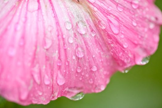 Pink flower with water drops close up