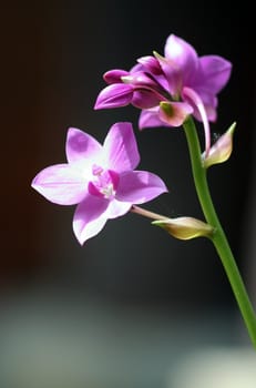violet orchid - tender and romantic world of sri lanka