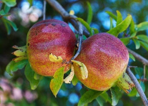 Pomegranates hanging from a tree branch