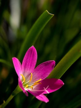 Rain Lily (Fairy Lily, Zephyranthes rosea) blooming in rainy season