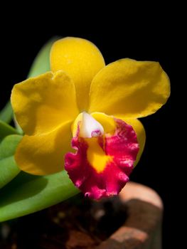 Sophrolaeliocattleya Jungle Beau hybrid cattleya relatives beautiful compact orchid