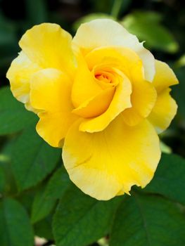 Stock Photo:
Sweet and richly scented beautiful yellow rose