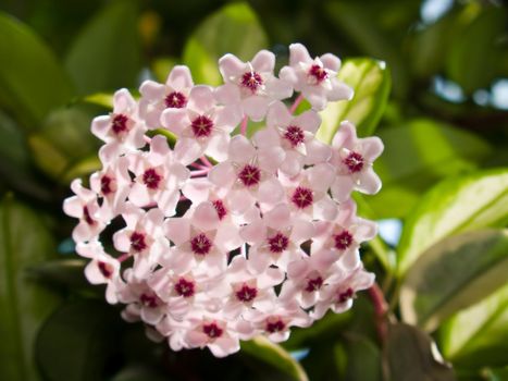 Hoya carnosa blooming with variegata leaf