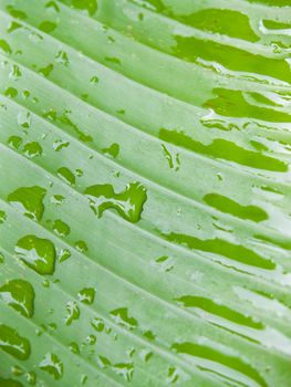 Closeup texture and detail of banana foliage