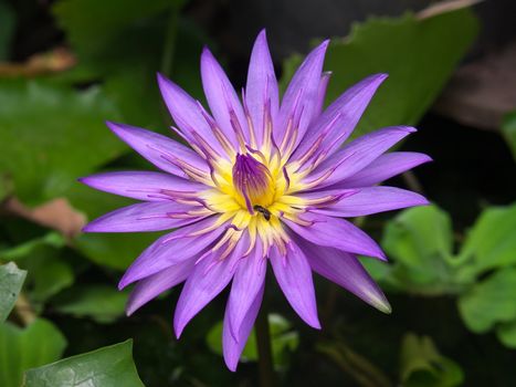 Pink lotus flower blossom with lotus foliage