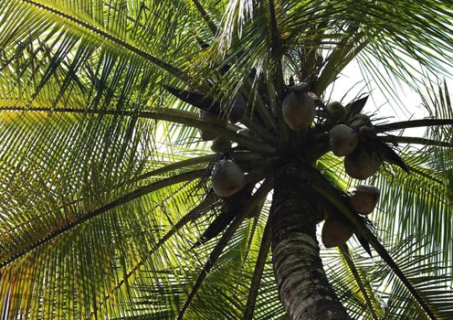 The coconut palm, Cocos nucifera