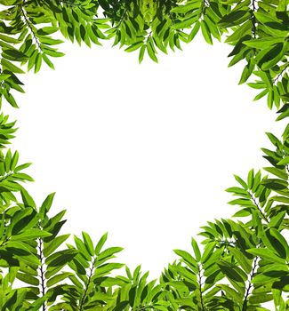 Beautiful green leafs with empty heart shaped space look like nature loving you, may use for valentine wallpaper