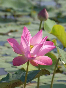 Pink lotus flower blossom with lotus foliage