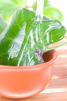 tea tree oil for the skin care on a white background