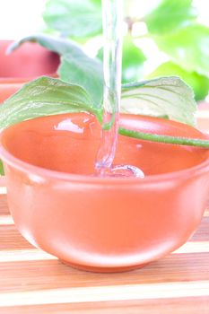tea tree oil for the skin care on a white background