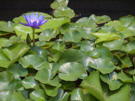 Lotus flower blossom with a lot of foliage