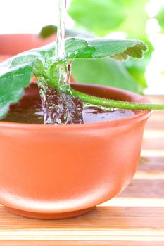 tea tree oil for the skin care on a white background