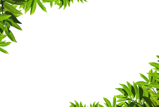 Natural green leaf frame on white background