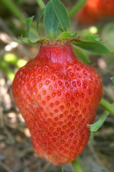 ripe strawberries growing on sand