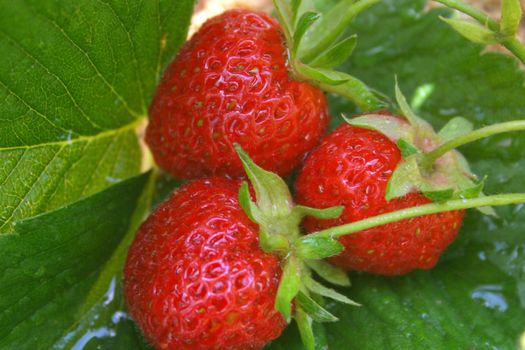 ripe strawberries growing on sand