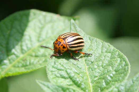 Colorado potato beetle on the sheet 