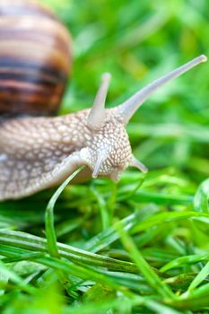snail on a green grass slowly creeping