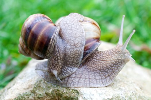 snail on a green grass slowly creeping