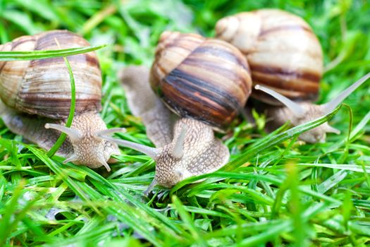 snail on a green grass slowly creeping