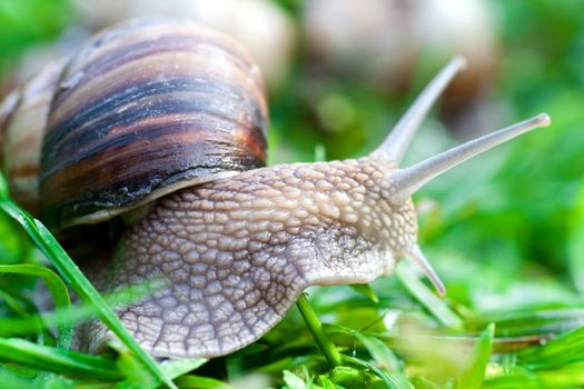 snail on a green grass slowly creeping