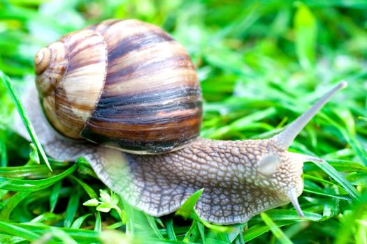 snail on a green grass slowly creeping