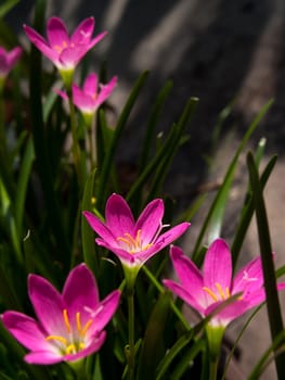 Rain Lily (Fairy Lily, Zephyranthes rosea) blooming in rainy season