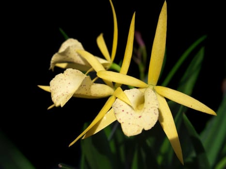 Brassocattleya Yellow Bird, beautiful hybrid cattleya relatives