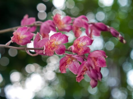 Beautiful bouquet flower of Howeara Lava Burst, beautiful compact orchid