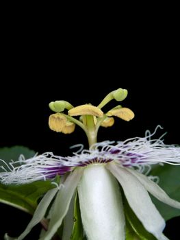 Flower of Passiflora edulis blooming with foliage