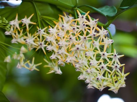 Beautiful hoya multiflora blooming like a shooting stars