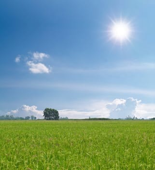 Paddy field with produce grains in shining sunlight