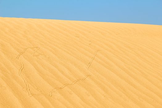 sand dune with snake trail