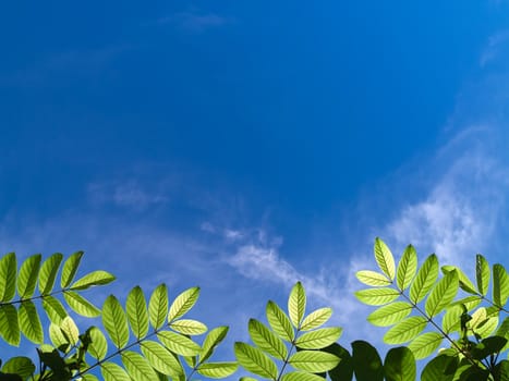 Beautiful green leafs with texture detail in blue sky
