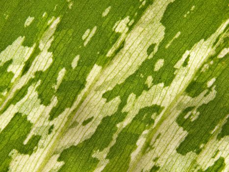 Closeup texture surface leaf of Dumb cane(Dieffenbachia sp.)
