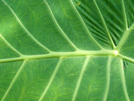 Closeup texture and surface of green leaf