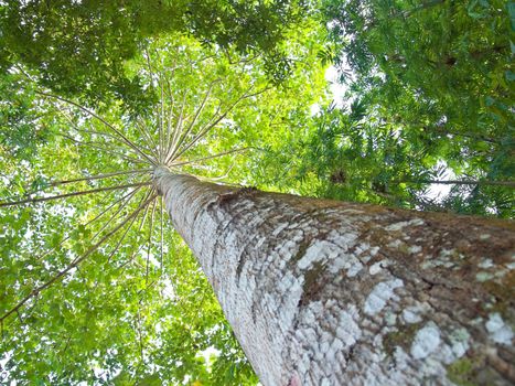 The expand of centenarian large and high tree branch