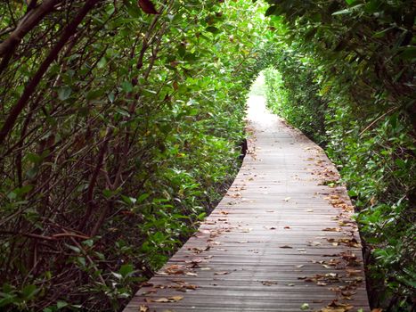 Boardwalk through pass tunnel of mangrove forest in Laem Phak Bia, Ban Laem, Phetchaburi, Thailand