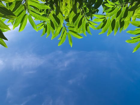 Beautiful green leafs with texture detail in blue sky