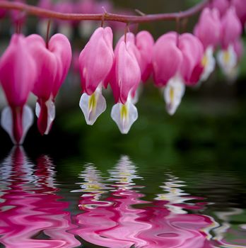 dicentra pink bleeding heart flower with water reflection close up soft focus