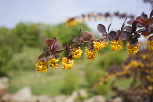 a flowering branch of a tree in the park. Spring in Prague