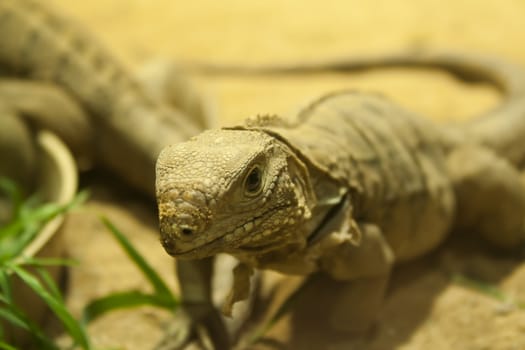 lizard at the zoo in Prague, Czech Republic. looks right