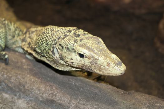 lizard at the zoo in Prague, Czech Republic. looks right