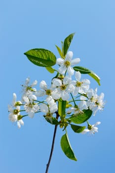 Flowering cherry branch on a background of blue sky