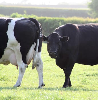 cattle in field