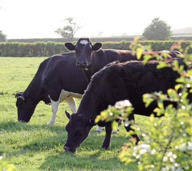 three cows in field