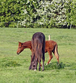 horse and foal in field