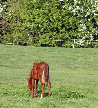 baby foal in field
